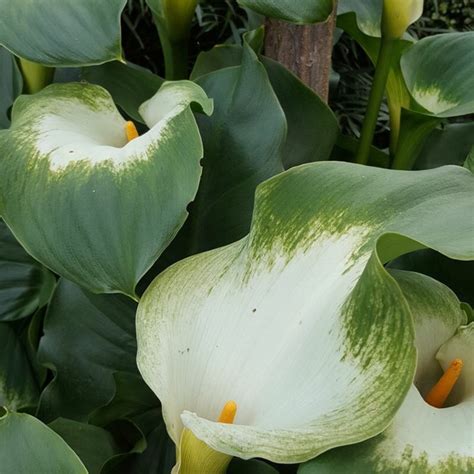 Zantedeschia Aethiopica Green Goddess Arum Lily Green Goddess In