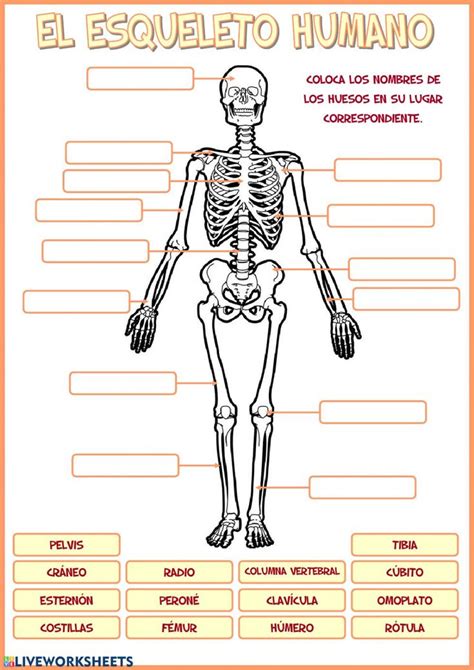 Huesos Del Cuerpo Humano Ficha Interactiva Y Descargable Puedes Hacer