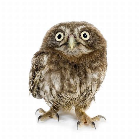 Unusual Photo Project - Animals on White Backgrounds (23 pics
