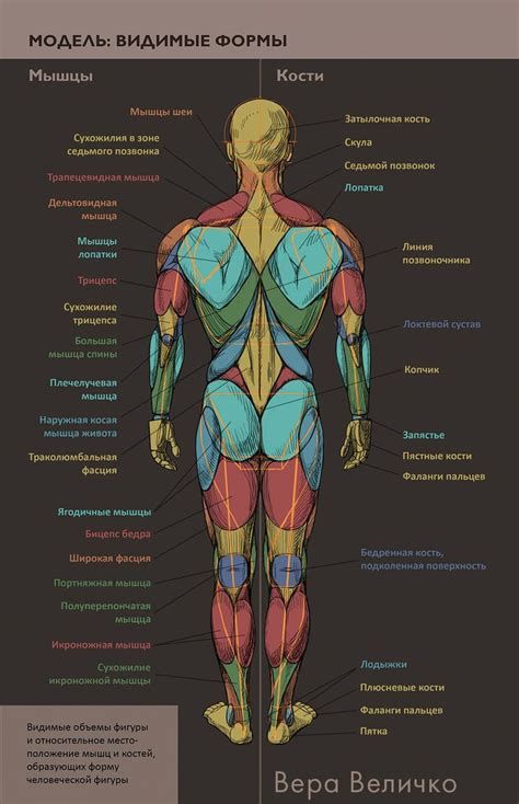 Human Body Anatomy Chart