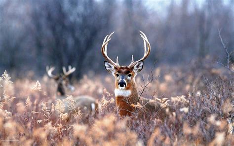 10 Top White Tailed Deer Wallpaper Full Hd 1080p For Pc Background 2023
