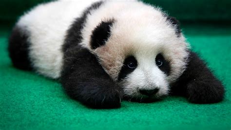 Video Of Twin Panda Cubs At Toronto Zoo Is Cutest Thing On The Internet