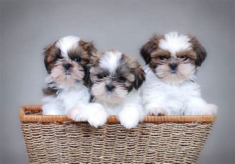 Check spelling or type a new query. Best Dog Food for Shih Tzus: Choosing Right Shih Tzu Puppy ...