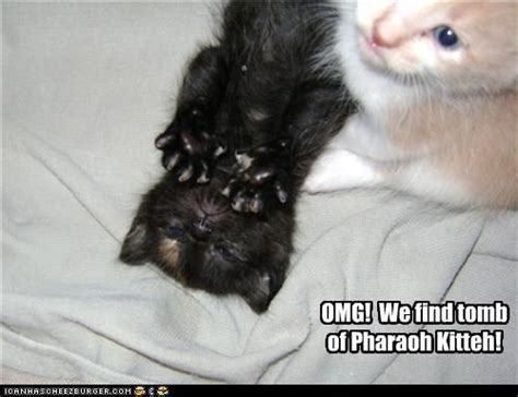 Classic Lolcat Funny Cat Memes Funny Cats Funny Animals Cute Animals