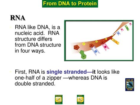 Most biomolecules are organic compounds, and just four elements—oxygen, carbon, hydrogen, and nitrogen—make up 96% of the human body's mass. PPT - DNA : The Genetic Material PowerPoint Presentation ...