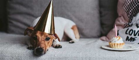Check spelling or type a new query. Happy Birthday! Torten für den Hund | tierisch wohnen