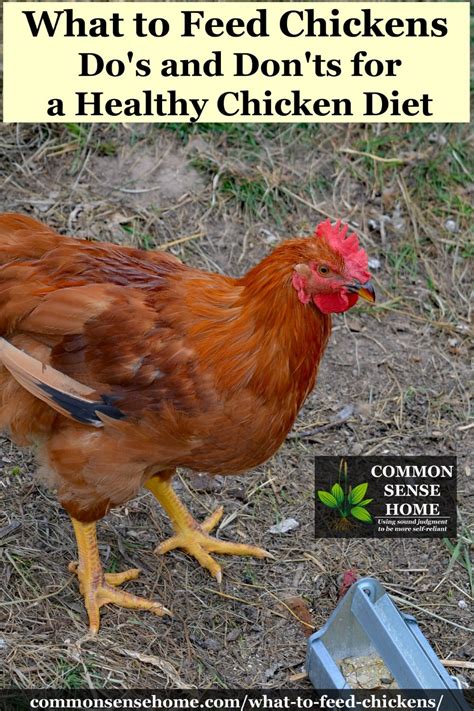 Feeding options at different life stages. What to Feed Chickens - Do's and Don'ts for a Healthy ...