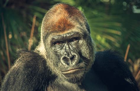 Animal Gorilla 4k Ultra Hd Wallpaper