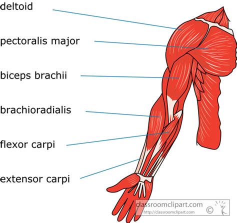 Anatomy Clipart Musclestrurctureofthearmhumanbody01