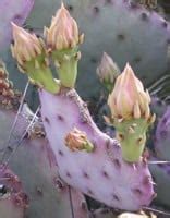 I just went outside to see that my prickly pear has this large brown spot on the base of one of the plants. Trail Running in Big Bend National Park - iRunFar.com