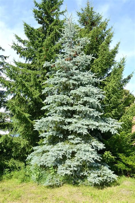 Blue Wonder Spruce Tree For Sale Buying And Growing Guide