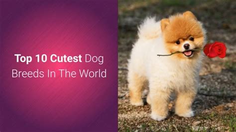 List Of Top 10 Most Cutest Dog Breeds In The World 2019 Cute Dogs