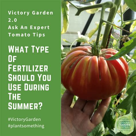 Ask The Experts Growing Tomatoes In Your Victory Garden 20 Victory