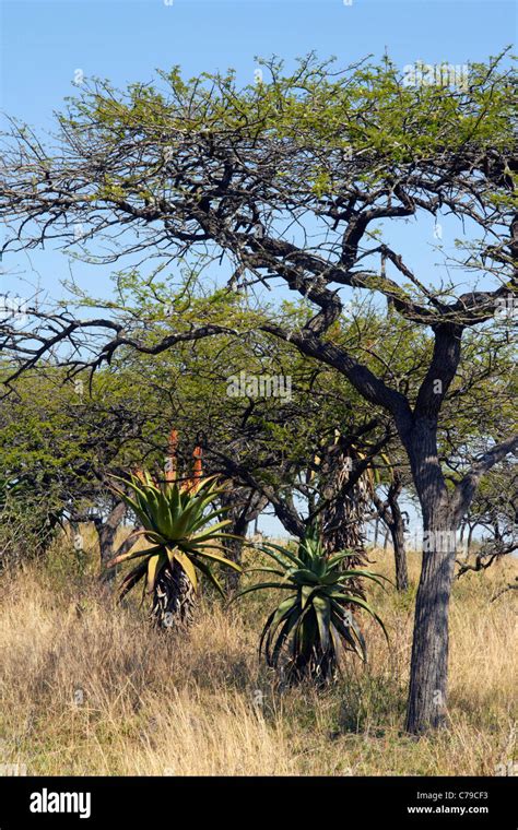 Cape Aloe Plants Growing Amongst The Trees In Tala Game Reserve Near