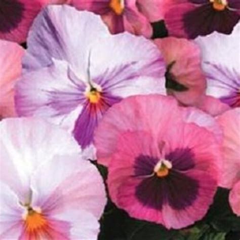 50 Pansy Seeds Delta Premium Pink Shades Etsy