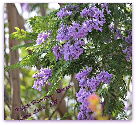 Look no further than our trees with purple flowers! Purple Jacaranda Trees....Beautiful but Messy