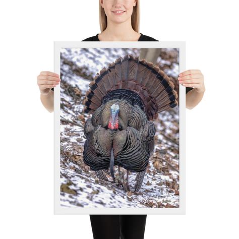 wild male turkey framed photograph wild male turkey framed etsy