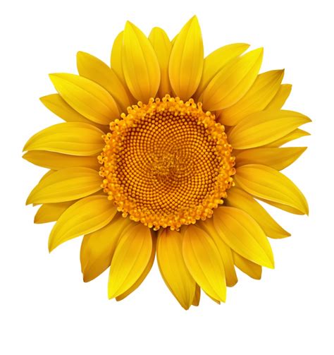 Free Sunflower Clipart Transparent Background Download Free Sunflower