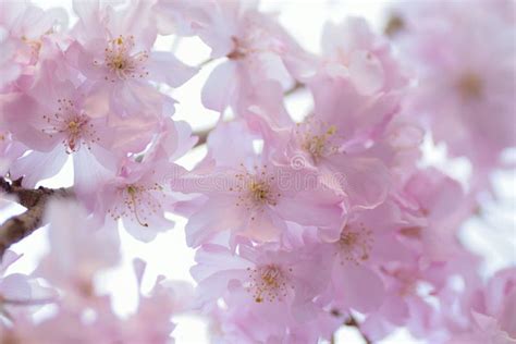 Macro Details Of Pink Weeping Cherry Blossoms In Japan Stock Image