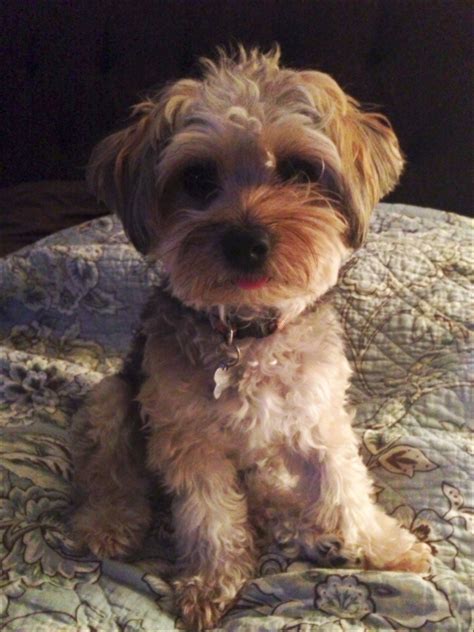 Yorkie Poo Haircuts Styles Pictures Yorkie Poo Haircut