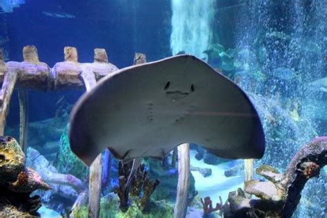 Sea Life Arizona Aquarium Klook United States