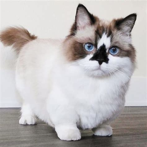 What Kind Of Cat Should You Adopt Munchkin Cat Cute Animals