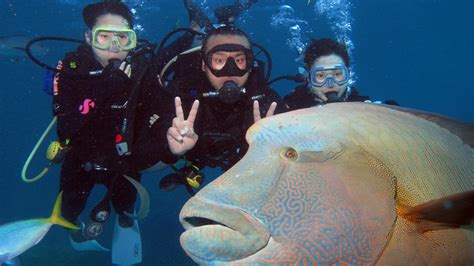 Great Barrier Reef Diving Tours
