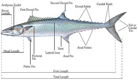 Bony Fishes - SCDNR | Salt Marsh Guide