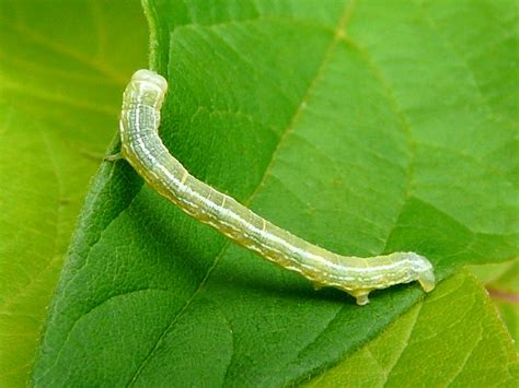 What Are Cankerworms And How To Identify Them Online Pest Control