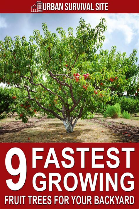 9 Fastest Growing Fruit Trees For Your Backyard Urban