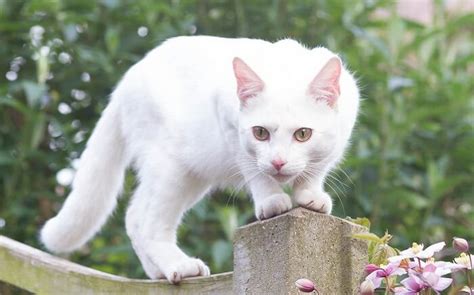 White cat names for your cute kitten, popular cat names for your white cats, page 1. Top 200 Female Cat Names for White Kittens в 2020 г