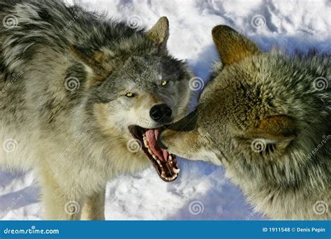Fighting Wolves Royalty Free Stock Photos Image 1911548