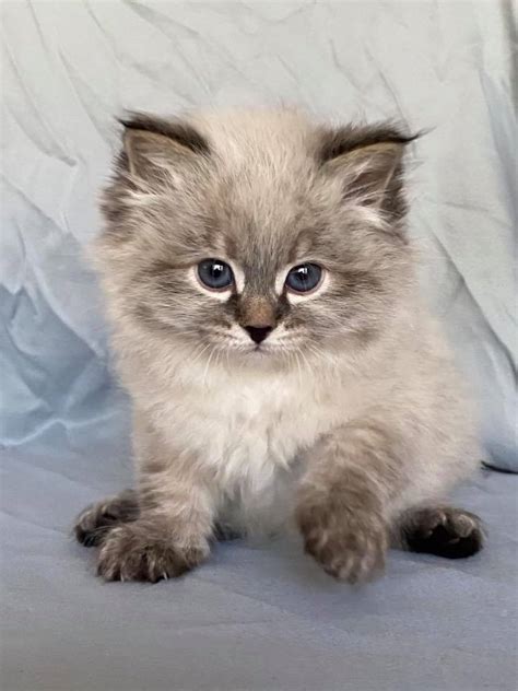 Present day 26 years later i will continue to breed the best. Blue Frost Siberian Cats added a new photo. - Blue Frost ...