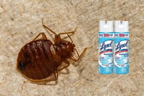 Does Lysol Kill Bed Bugs Yes But Apb