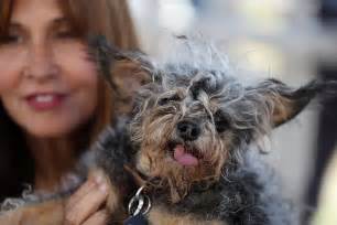 Worlds Ugliest Dog 2016 Blind Chihuahua Chinese Crested