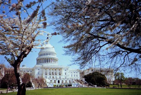 Capitol And Cherry Blossoms The Us Capitol Building And So Flickr