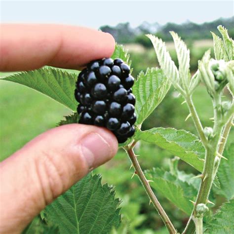 Prime Blackberry Assortment From Stark Bros Blackberry Plants