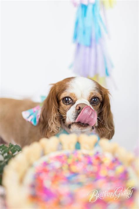 Dog Cake Smash Dog Birthday Party