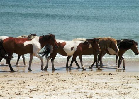 Maybe you would like to learn more about one of these? Assateague Island State Park | Grand Hotel & Spa