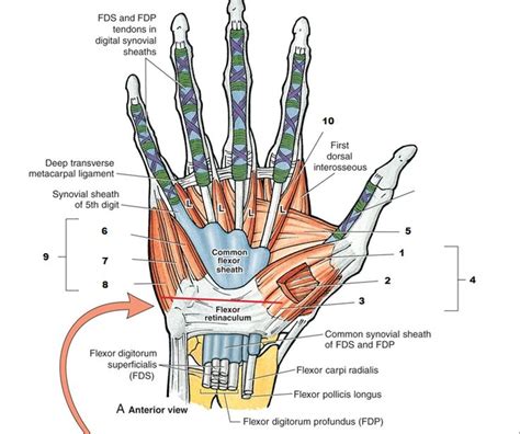 Pin On Osteopathy Revision And Concepts