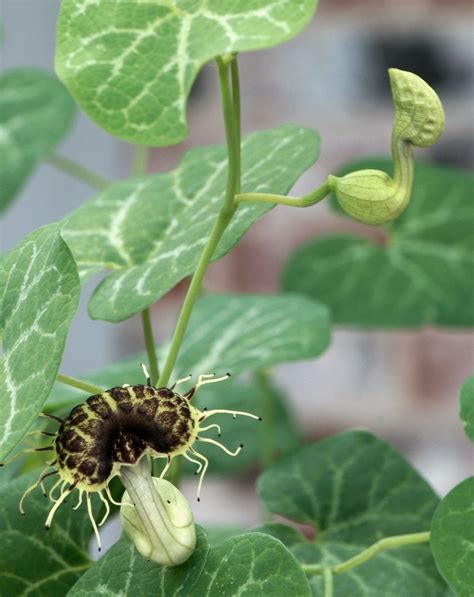 Print filter pipeline has stopped working. White-veined dutchman's pipe | Host plant for Pipevine ...