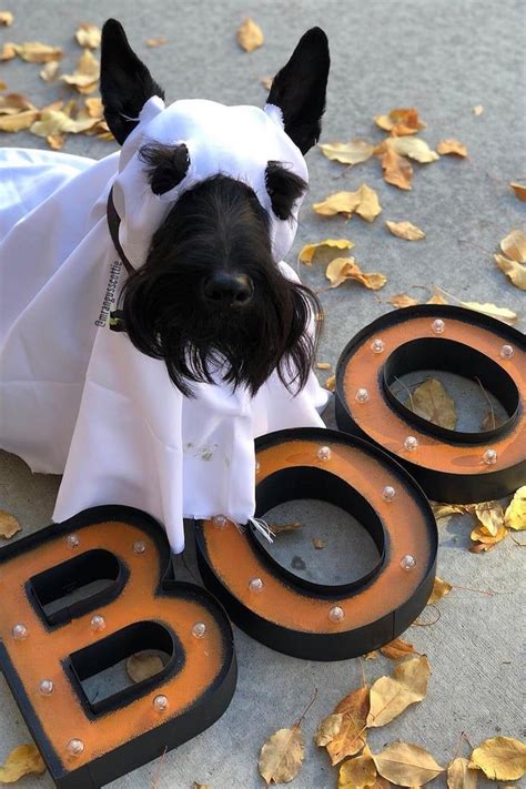 29 Easy Halloween Costumes For Dogs That Require Very Little Effort