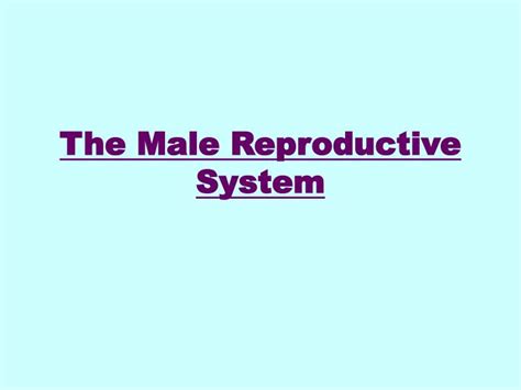 Ppt The Male Reproductive System Powerpoint Presentation Free Download Id