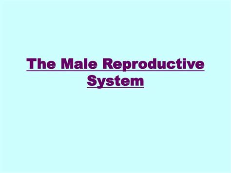 PPT The Male Reproductive System PowerPoint Presentation Free