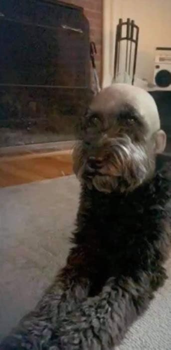 This Dogs Haircut Photos Are Straight Out Of A Horror Movie