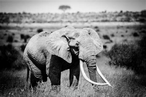 Join This Great Tusker Safari To Save Elephants Africa Geographic