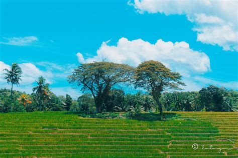 5 Reasons Why You Need To Visit Cadapdapan Rice Terraces In Bohol
