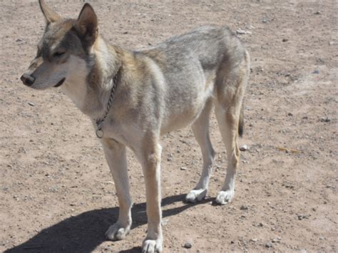 Wolf Breeds Texas Rare Breeds Pet Wolf Rare Wolf Breeding