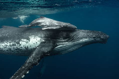 humpback whale wallpaper images my xxx hot girl