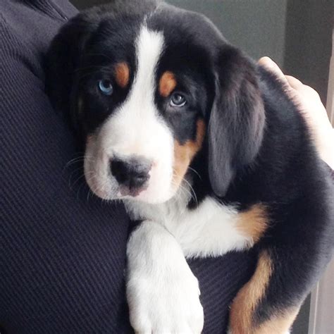 Greater Swiss Mountain Dog Puppy Guinness Swiss Mountain Dog Puppy